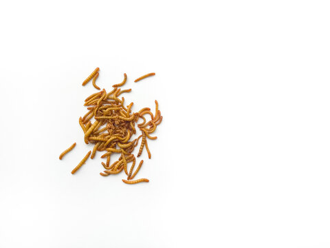 Mealworms are the larval form of the beetle on white background.