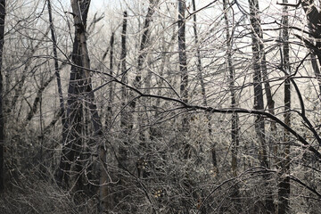 寒さで真っ白に凍りついた木々