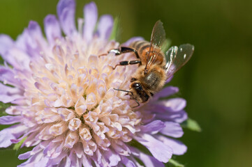 Bee on flower