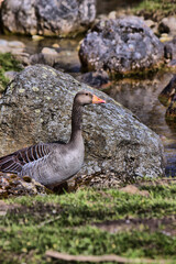 Fototapeta premium kasczka