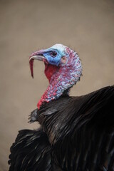 Portrait einer Pute, Truthahn, Truthenne,