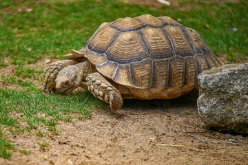 Spornschildkröte - Landschildkröte