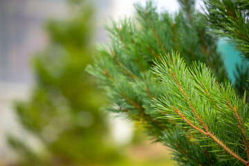 Fir branches close-up. Coniferous trees in the forest. Winter Christmas background. Christmas background, beautiful nature