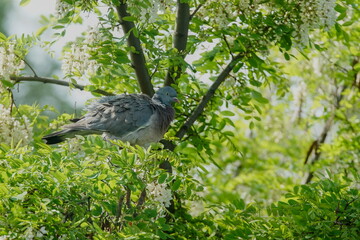 Taube in Robinie - falsche Akzie