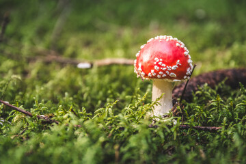 muchomor © Dani