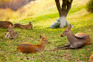 Beautiful sika deer in the autumn forest against the background of colorful foliage of trees. Fairy forest autumn landscape with wild animals.