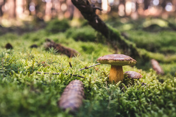grzyb, bory, charakter, jesienią, grzyb, boletus, jedzenie, braun, jadalne, mech, gras, zieleń, grzyb, cep, grzyb, czapka, roślin, drewna, makro, pora roku, naturalny, lato, opad, biała
