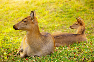 Beautiful sika deer in the autumn forest against the background of colorful foliage of trees. Fairy forest autumn landscape with wild animals.