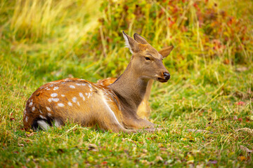 Beautiful sika deer in the autumn forest against the background of colorful foliage of trees. Fairy forest autumn landscape with wild animals.