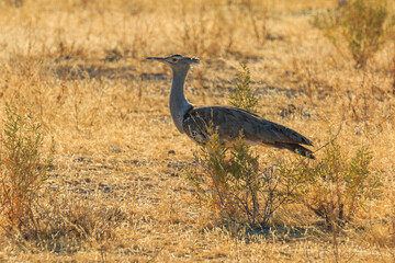 Kori bustard in natural habitat in Etosha National Park in Namibia.
