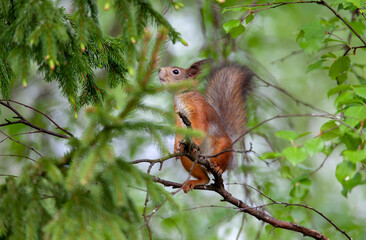Ecureuil roux (Sciurus vulgaris) en forêt. Alpes. France