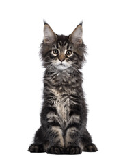 Obraz premium Cute classic black tabby Maine Coon cat kitten, sitting facing front. Looking curious towards camera. Isolated cutout on transparent background.