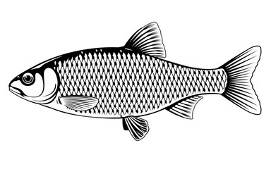 Realistic roach fish in black and white isolated illustration, one freshwater fish on side view