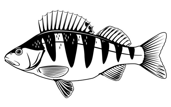 Realistic perch fish isolated illustration, one freshwater fish on side view