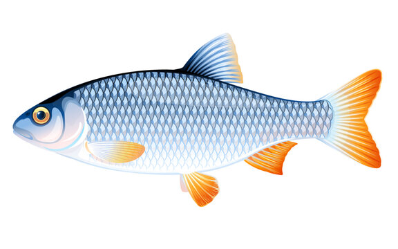 Realistic roach fish isolated illustration, one freshwater fish on side view