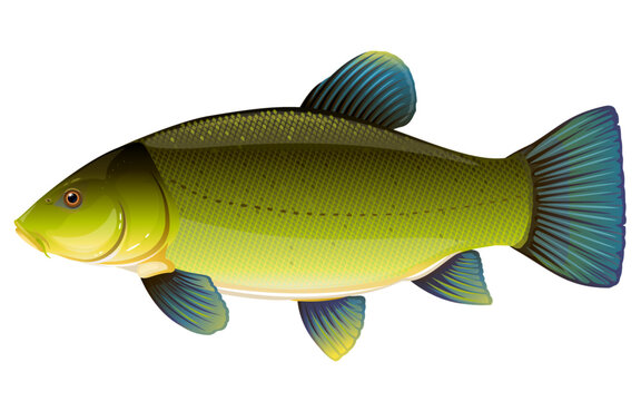 Realistic tench fish isolated illustration, one freshwater fish on side view