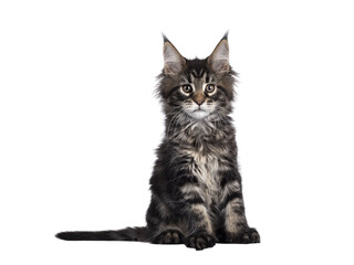 Cute classic black tabby Maine Coon cat kitten, sitting side ways. Looking straight to camera. Isolated cutout on transparent background.