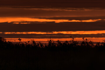 Fototapeta na wymiar SUNRISE - Sunny morning on wetlands