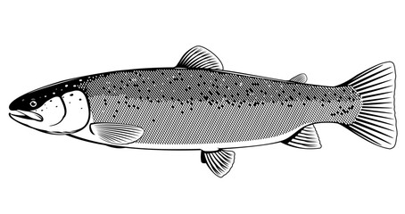 Realistic Atlantic salmon fish in black and white isolated illustration, one freshwater fish on side view