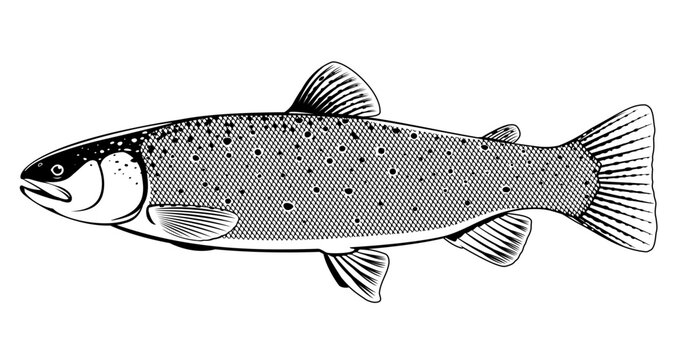 Realistic brown trout fish isolated illustration, one freshwater fish on side view