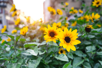 Tiny  or dwarf sunflowers are blooming ,small sunflower is dwarf gold flowers are adorable, and best of all, they attract butterflies with European style building and sunlight background.