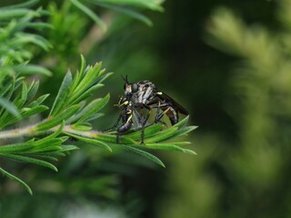 Robber Fly VS Hylaeus Bee