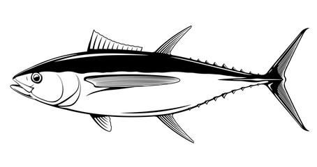 Bigeye tuna fish in side view in black and white isolated illustration, realistic sea fish illustration on white background, commercial and recreational fisheries