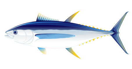 Bigeye tuna fish in side view, realistic sea fish illustration on white background, commercial and recreational fisheries