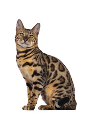Handsome young male Bengal cat sitting side ways, looking to camera. Isolated cutout on transparent background.