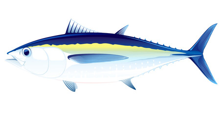 Obraz premium Blackfin tuna fish in side view, realistic sea fish illustration on white background, commercial and recreational fisheries