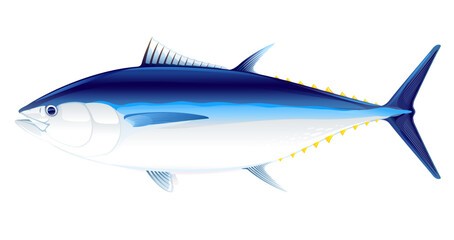 Atlantic bluefin tuna fish in side view, realistic sea fish illustration on white background, commercial and recreational fisheries