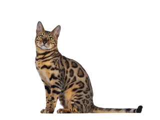 Handsome young male Bengal cat sitting side ways, looking to camera. Isolated cutout on transparent background. © Nynke