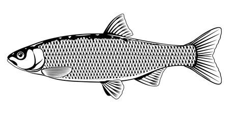 Fototapeta premium Realistic golden orfe fish in black and white isolated illustration, one freshwater fish on side view