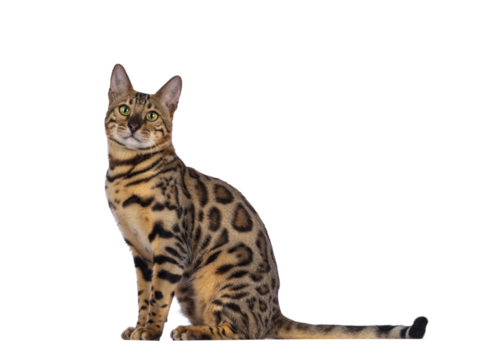 Handsome young male Bengal cat sitting side ways, looking to camera. Isolated cutout on transparent background.