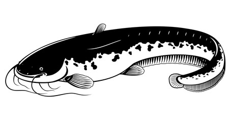 Realistic wels catfish in black and white isolated illustration, one big freshwater fish with long barbels and tail, bottom-dwelling fish
