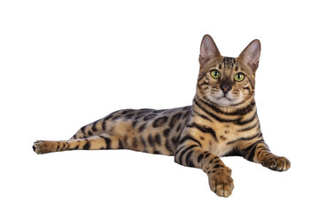 Handsome young male Bengal cat laying down side ways with paw over edge, looking to camera....