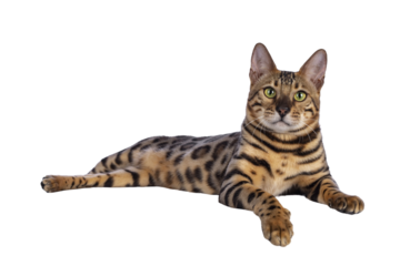 Handsome young male Bengal cat laying down side ways with paw over edge, looking to camera. Isolated cutout on transparent background.