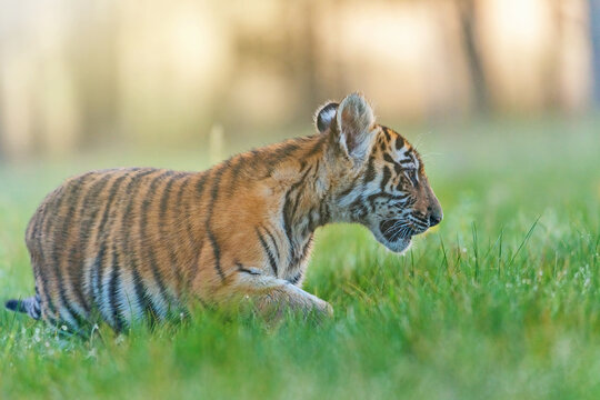Closeup side view of Bengal tiger cub posing in the tall grass.  Horizontally.