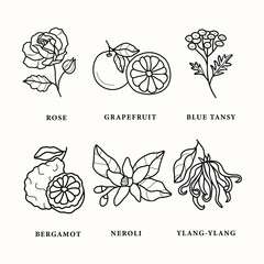 Set of line art essential oil plants and flowers - obrazy, fototapety, plakaty