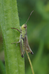 A vertical closeup of meadow grasshopper, Pseudochorthippus parallelus, on green plant stem