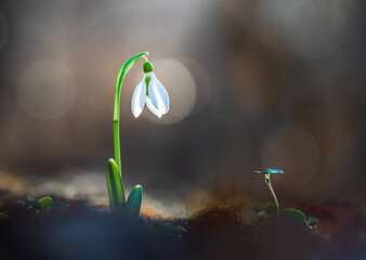 Spring flowers - snowdrops (Galanthus nivalis) blooming in a beautiful sunny day . Spring season