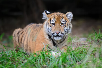 Portrait of a tiger cub