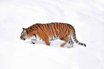 Siberian tiger walking in white winter snow