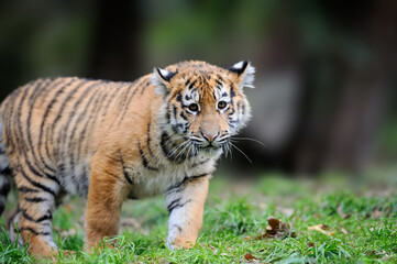 Plakat Siberian tigris in beautiful habitat