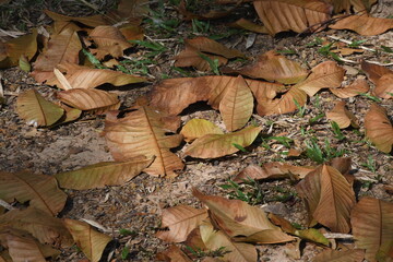 Dry leaves are placed in fertile soil suitable for cultivation. Dry leaves represent loneliness, loneliness within the temple, within the ground without people.