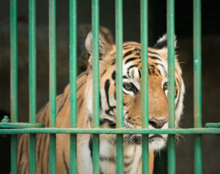 Wild tiger in cage 