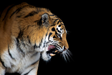 Tiger portrait on black background