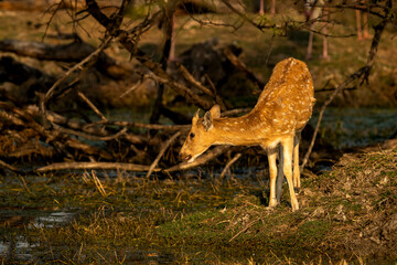 female spotted deer or chital or axis deer or axis axis in wild natural green scenic background in...