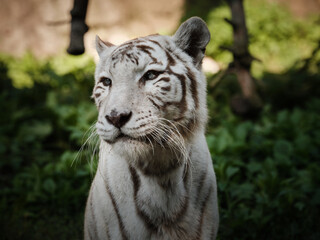 White Wild tiger 