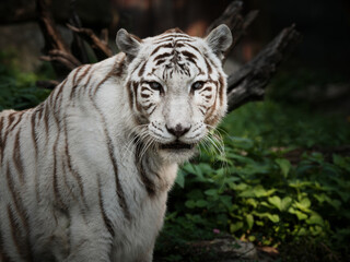Fototapeta na wymiar White Wild tiger 